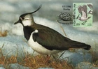 Lapwing Vanellinae Bird Mint Art Finland Maxi Card FDC 1996