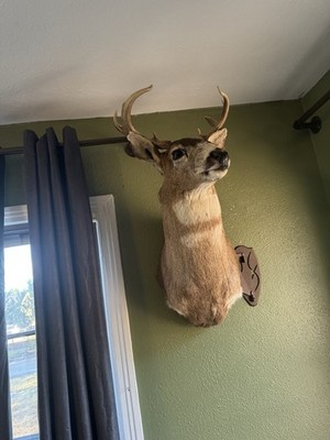 Sitka Blacktail Buck Deer Shoulder Mount