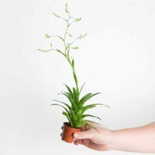 Catopsis Bromeliad House Plant Office Terrariums Airplant Easy Care Beginner