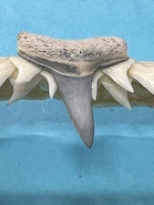 FOSSILIZED SHARK TOOTH…7/8 Inch LEMON from Bone Valley Florida 
