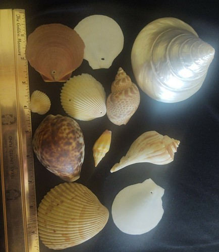 Lot Of Beautiful Unusual Genuine Sea Shells cowrie beach decor - Picture 3 of 4