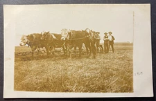 ... 1909, when the boys were breaking on Emma's quarter.  RPPC KRUXO bulls work