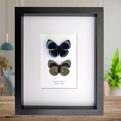 Framed Leprieur's Glory Butterfly Pair, Peruvian Taxidermy Wall Art