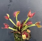 Venus Flytrap BCP Z02 -  Carnivorous Plant - Giant Cultivar 🔥 — photo 3