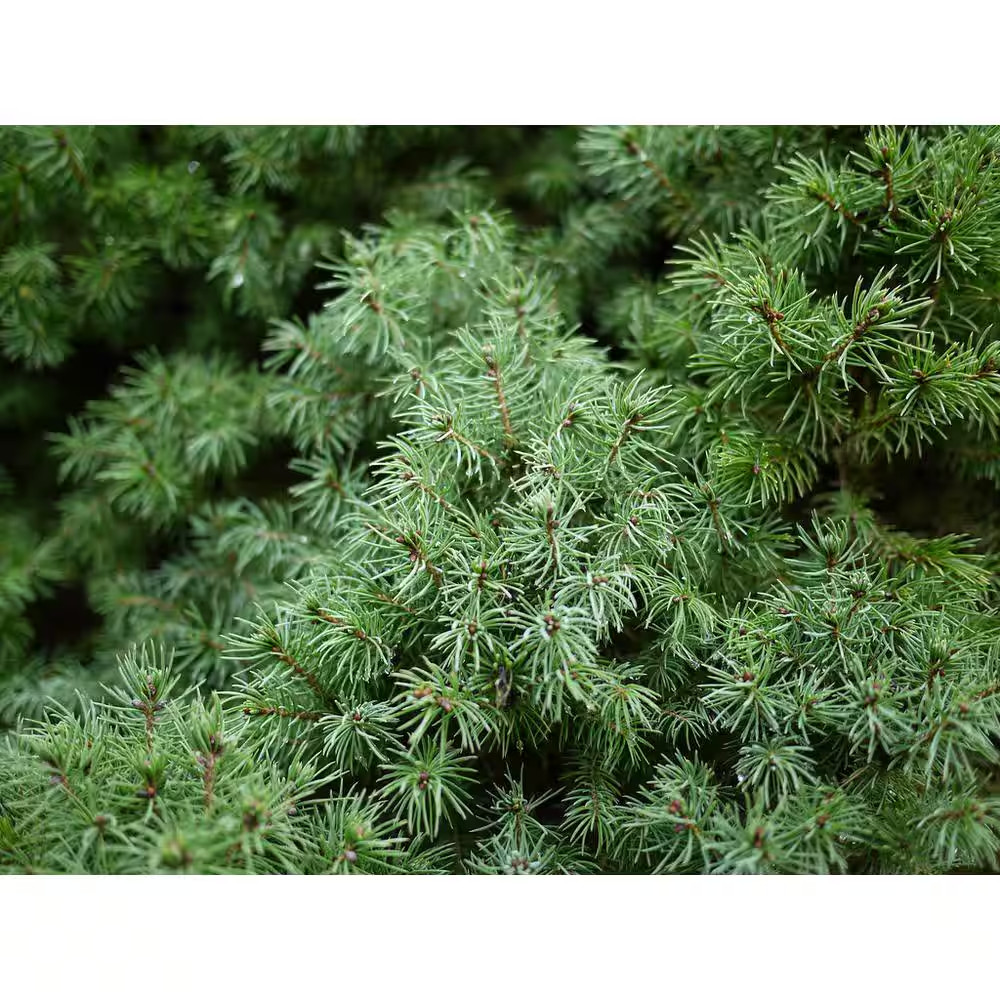 1 Gal. Dwarf Alberta Spruce Shrub Aromatic and Soft Evergreen Foliage, Almost No