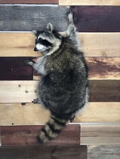 Raccoon Taxidermy Mount Fox Badger Coyote Bobcat Skunk Squirrel Shoulder Mount