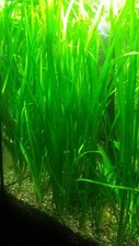 Vallisneria Italian Tiger - Dozen 12 plants