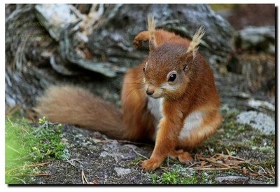 WILD RED SQUIRREL -- hochwertiger 18'' x 12'' Druck (WILDLIFE PHOTOGRAPHY) 