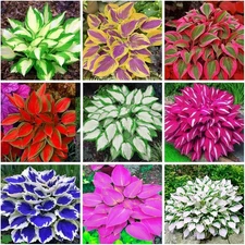 1000+ Mixed Color Hosta Seeds for Planting - Shade-Tolerant Perennials, Dual Use
