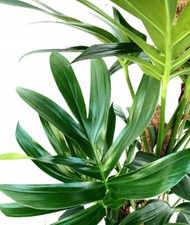 Rhaphidophora decursiva , 50 seeds !!!