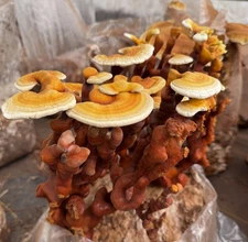 Reishi Antlers Dried Bulk 1lb Wholesale Appalachian US Grown Medicinal Mushrooms