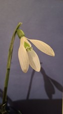 Galanthus Sheringham Park mature bulb