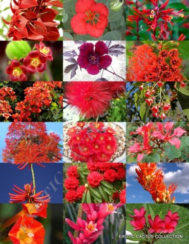 RED FLOWER PLANTS MIX exotic garden tree fragrant bonsai bloom seed 15 seeds - Picture 1 of 1