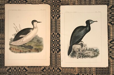 Two U.S.P.R.R. Hand Colored California Birds Lithographs c1850s Plates X  & VIII