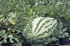 WATERMELON SEED, JUBILEE , HEIRLOOM, 500 SEEDS, LARGE, SWEET N DELICIOUS