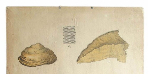 POSTER GRAFICO DA PARETE EDUCATIVO FUNGHI BOTANICI TEDESCHI ANTICO ORIGINALE - Foto 4 di 7