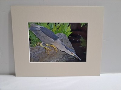 Photograph Of A Black Crowned Night Heron Bird On A Rock By Brad Towne