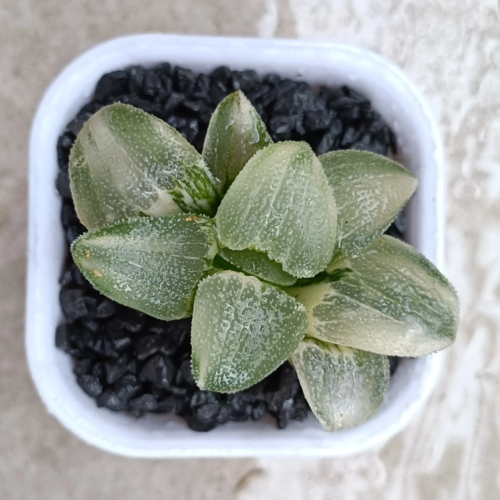 Haworthia Giant Leaf Pygmaea Variegated Rare Succulent Plant
Opens in a new window or tab