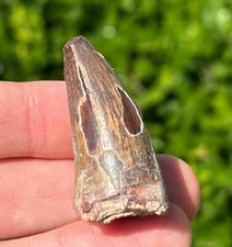 BIG Sarcosuchus Tooth Fossil 1.5” Niger SUPER CROC Crocodile Dinosaur Tooth