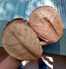 Indian Catappa Ketapang Almond Leaves Tannins for Bettas, Discus, Aquarium