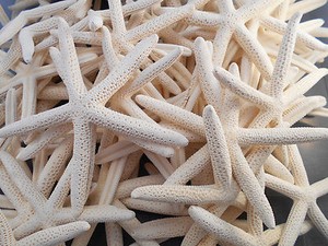 Starfish 3-4/" Beach Wedding Nautical Decor Craft Hobby Finger 100 White Pencil