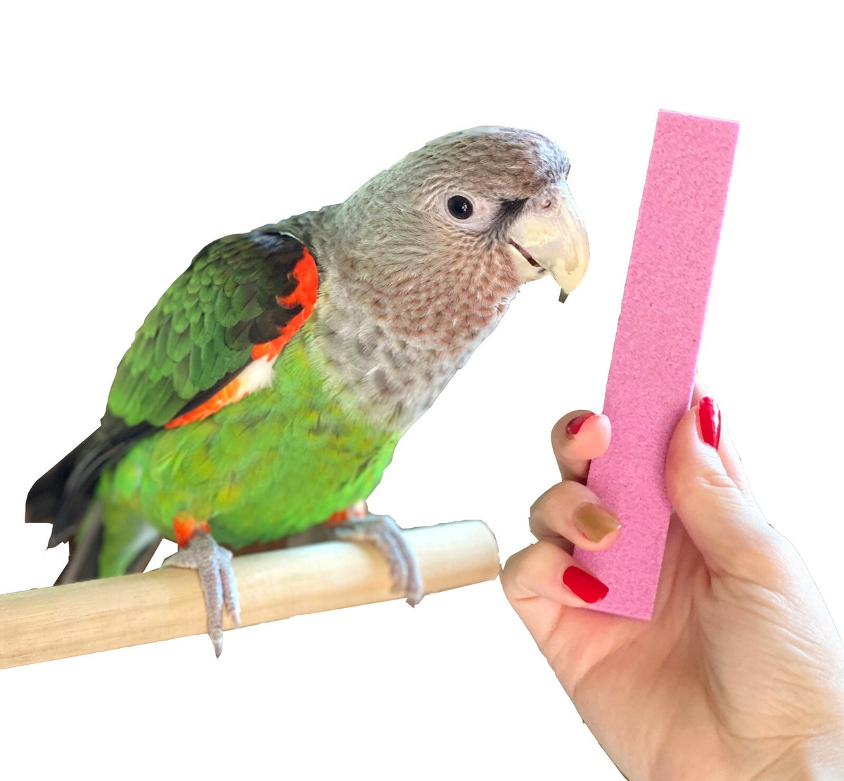 Parrot Nail Trimmer Stone from Parrot Wizard - Easy Parrot