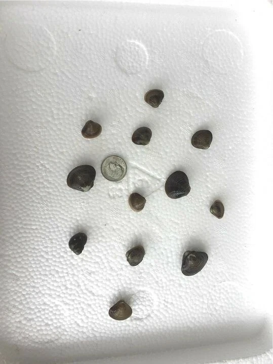 Cinco almejas vivas de agua dulce: perfectas para acuarios y estanques Foto 2 de 4