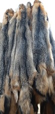 Tanned Grey Fox