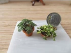 Artisan 1:24 or 1:12 Tiny Fern & Hanging Vine Plants Lot Dollhouse Miniature