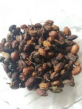 100 gms Organic Dried NEEM Fruit SEEDS NIMBOLI Azadirachta Indica FREE SHIP