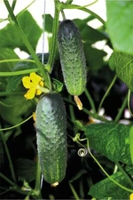 100 Seeds cucumber Atlantis F1 Bejo Zaden Netherlands gherkin семена огурец