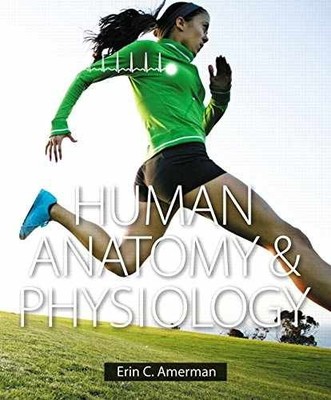 Human Anatomy & Physiology - Hardcover, by Amerman Erin C.; - Very Good j