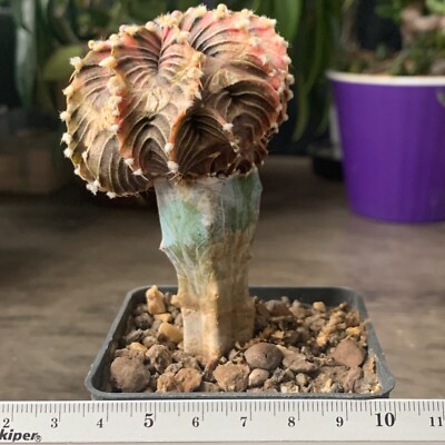 1396. Gymnocalycium friedrichii LB 2178, Agua Dulce (grafted)