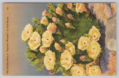 Postcard The Prickly Pear Or ''Opuntia Wootoni'' In Full Bloom