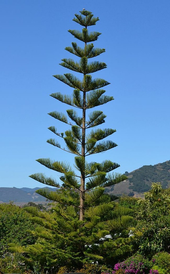 Cook Pine Seedling  Araucaria Columnaris . Forest On Limestone Isle Of Pines New Caledonia Image226058997