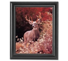 Royal Buck Deer Big Antler Rack in Grass Photo Wall Picture Framed Art Print