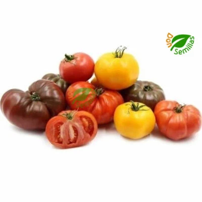 Tomate de Caña Variado ( 100 semillas ) Mezcla de Variedades Colores y Tamaños