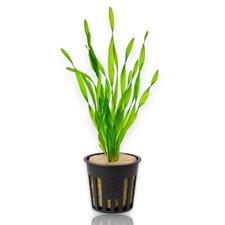 Vallisneria Americana Aquarium Plants Factory