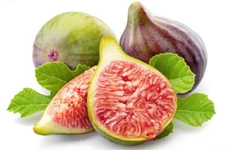 100+ Celeste (Sugar) Fig Seeds for Garden Planting - USA - FREE SHIPPING!