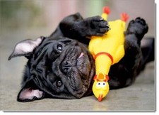 Doodlecards Dog Birthday Card Black Pug