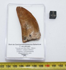 Carcharodontosaurus Saharicus Dinosaur Tooth T.Rex (5.9 Centimeters)
