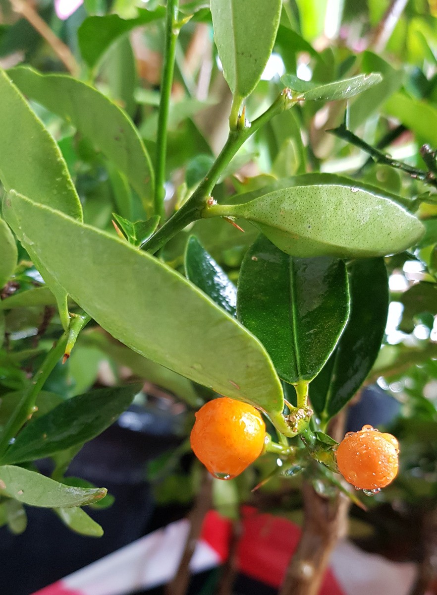 Citrus fortunella Hindsii kumquat greffé pour décorer votre balcon ou terrasse ensoleillée