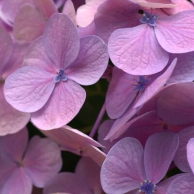 Box of 8 Lavender Antique Hydrangea Stems   Elegant and Timeless Blooms