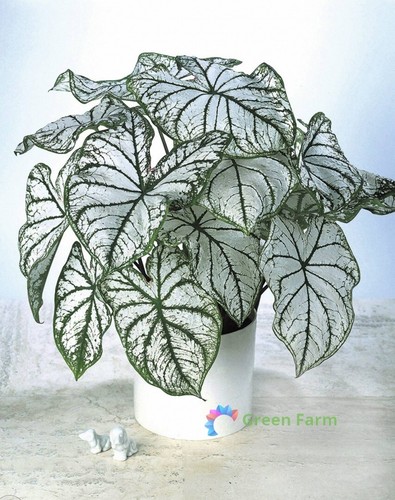 50 Samen Caladium weißes Blatt Elefantenohr Herz Jesus Engelsflügel Haus Gartenarbeit - Bild 4 von 15