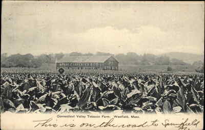 Westfield MA Connecticut Valley Tobacco Farm Besse Carpenter c1905 Postcard 