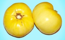 White Tomato Seeds Box Garden Seeds LLC Heirloom Indeterminate USA Grown