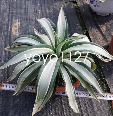 Agave desmetiana White variegated  agave succulent plant 12-15cm