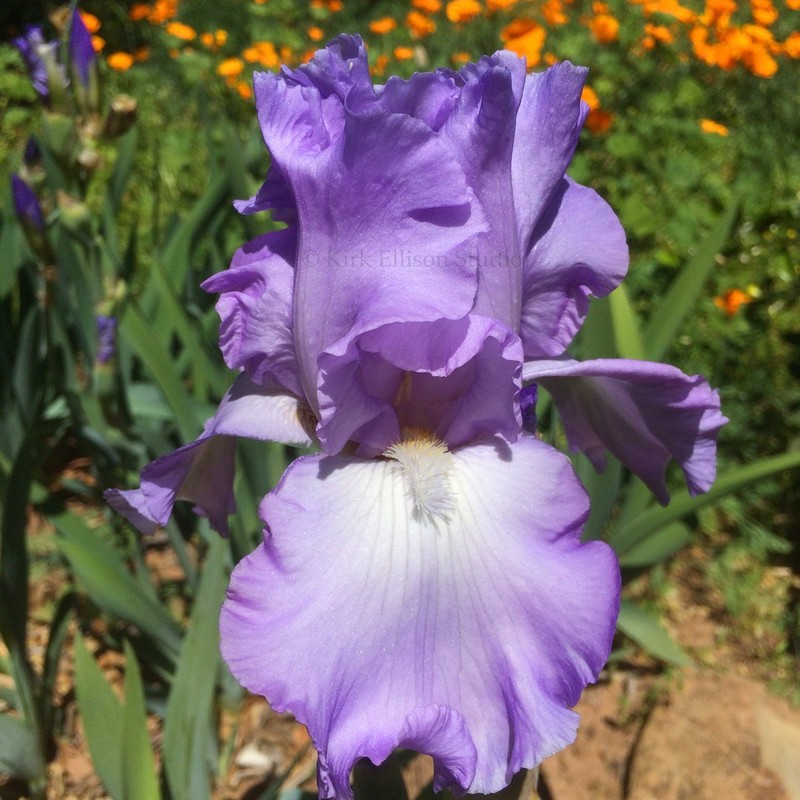 Tall bearded Iris rhizome "MARY FRANCES"  Larry Gaulter  1973  AWARDS!
