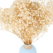 6500 White Dried Babys Breath Flowers Bouquet 100 PCS Mini Gypsophila Branch