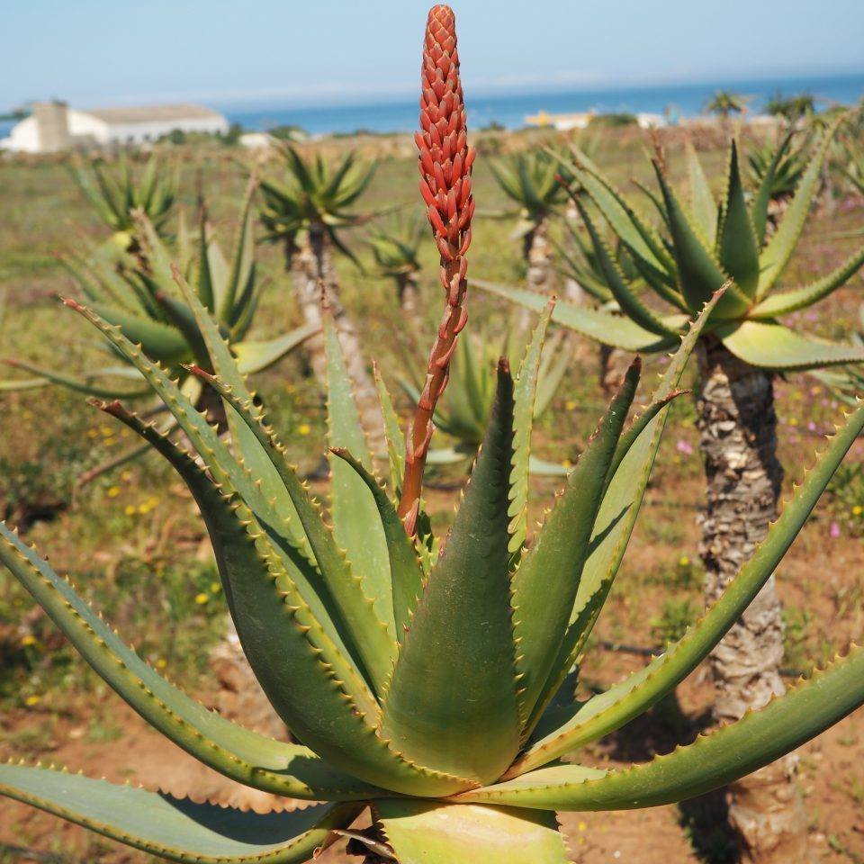 Aloe arborescens, Krantz aloe, Candelabra aloe - 10 to 100 Se eds